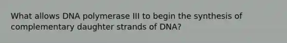 What allows DNA polymerase III to begin the synthesis of complementary daughter strands of DNA?