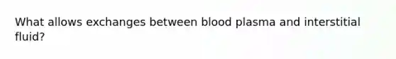 What allows exchanges between blood plasma and interstitial fluid?