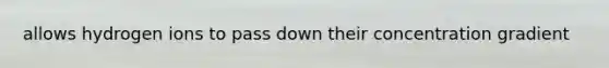 allows hydrogen ions to pass down their concentration gradient