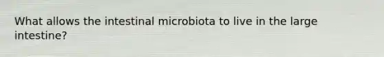 What allows the intestinal microbiota to live in the large intestine?