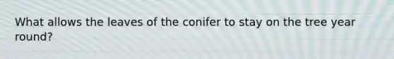 What allows the leaves of the conifer to stay on the tree year round?