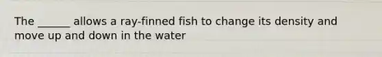 The ______ allows a ray-finned fish to change its density and move up and down in the water