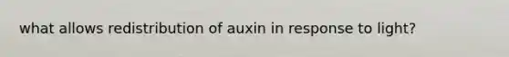 what allows redistribution of auxin in response to light?