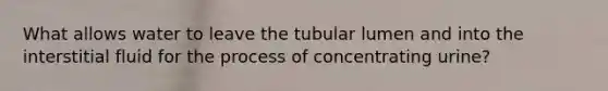 What allows water to leave the tubular lumen and into the interstitial fluid for the process of concentrating urine?