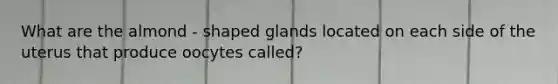 What are the almond - shaped glands located on each side of the uterus that produce oocytes called?