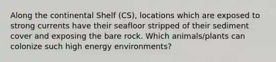 Along the continental Shelf (CS), locations which are exposed to strong currents have their seafloor stripped of their sediment cover and exposing the bare rock. Which animals/plants can colonize such high energy environments?