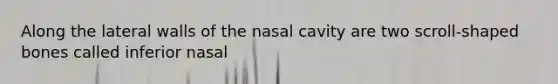 Along the lateral walls of the nasal cavity are two scroll-shaped bones called inferior nasal