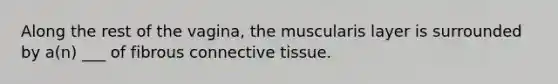 Along the rest of the vagina, the muscularis layer is surrounded by a(n) ___ of fibrous connective tissue.