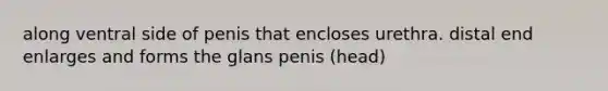 along ventral side of penis that encloses urethra. distal end enlarges and forms the glans penis (head)