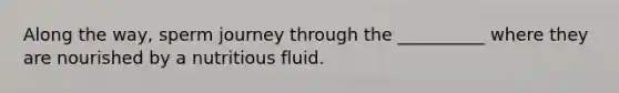 Along the way, sperm journey through the __________ where they are nourished by a nutritious fluid.