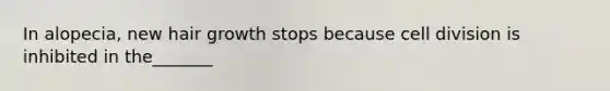 In alopecia, new hair growth stops because cell division is inhibited in the_______