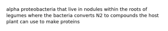 alpha proteobacteria that live in nodules within the roots of legumes where the bacteria converts N2 to compounds the host plant can use to make proteins