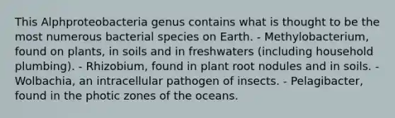 This Alphproteobacteria genus contains what is thought to be the most numerous bacterial species on Earth. - Methylobacterium, found on plants, in soils and in freshwaters (including household plumbing). - Rhizobium, found in plant root nodules and in soils. - Wolbachia, an intracellular pathogen of insects. - Pelagibacter, found in the photic zones of the oceans.