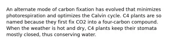 An alternate mode of carbon fixation has evolved that minimizes photorespiration and optimizes the Calvin cycle. C4 plants are so named because they first fix CO2 into a four-carbon compound. When the weather is hot and dry, C4 plants keep their stomata mostly closed, thus conserving water.