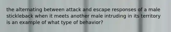 the alternating between attack and escape responses of a male stickleback when it meets another male intruding in its territory is an example of what type of behavior?