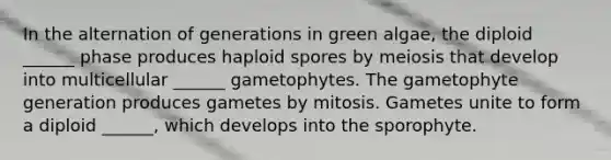 In the alternation of generations in green algae, the diploid ______ phase produces haploid spores by meiosis that develop into multicellular ______ gametophytes. The gametophyte generation produces gametes by mitosis. Gametes unite to form a diploid ______, which develops into the sporophyte.