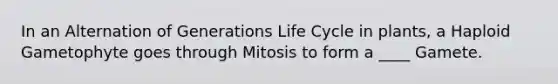 In an Alternation of Generations Life Cycle in plants, a Haploid Gametophyte goes through Mitosis to form a ____ Gamete.