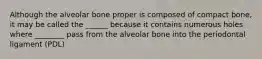 Although the alveolar bone proper is composed of compact bone, it may be called the ______ because it contains numerous holes where ________ pass from the alveolar bone into the periodontal ligament (PDL)