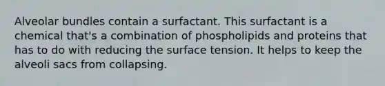 Alveolar bundles contain a surfactant. This surfactant is a chemical that's a combination of phospholipids and proteins that has to do with reducing the surface tension. It helps to keep the alveoli sacs from collapsing.