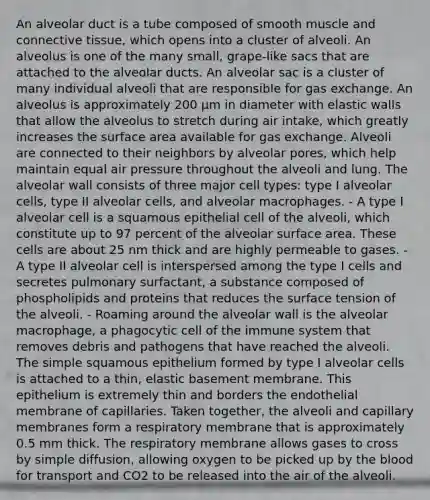 An alveolar duct is a tube composed of smooth muscle and <a href='https://www.questionai.com/knowledge/kYDr0DHyc8-connective-tissue' class='anchor-knowledge'>connective tissue</a>, which opens into a cluster of alveoli. An alveolus is one of the many small, grape-like sacs that are attached to the alveolar ducts. An alveolar sac is a cluster of many individual alveoli that are responsible for gas exchange. An alveolus is approximately 200 μm in diameter with elastic walls that allow the alveolus to stretch during air intake, which greatly increases the <a href='https://www.questionai.com/knowledge/kEtsSAPENL-surface-area' class='anchor-knowledge'>surface area</a> available for gas exchange. Alveoli are connected to their neighbors by alveolar pores, which help maintain equal air pressure throughout the alveoli and lung. The alveolar wall consists of three major cell types: type I alveolar cells, type II alveolar cells, and alveolar macrophages. - A type I alveolar cell is a squamous epithelial cell of the alveoli, which constitute up to 97 percent of the alveolar surface area. These cells are about 25 nm thick and are highly permeable to gases. - A type II alveolar cell is interspersed among the type I cells and secretes pulmonary surfactant, a substance composed of phospholipids and proteins that reduces the surface tension of the alveoli. - Roaming around the alveolar wall is the alveolar macrophage, a phagocytic cell of the immune system that removes debris and pathogens that have reached the alveoli. The simple squamous epithelium formed by type I alveolar cells is attached to a thin, elastic basement membrane. This epithelium is extremely thin and borders the endothelial membrane of capillaries. Taken together, the alveoli and capillary membranes form a respiratory membrane that is approximately 0.5 mm thick. The respiratory membrane allows gases to cross by simple diffusion, allowing oxygen to be picked up by <a href='https://www.questionai.com/knowledge/k7oXMfj7lk-the-blood' class='anchor-knowledge'>the blood</a> for transport and CO2 to be released into the air of the alveoli.