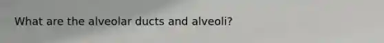 What are the alveolar ducts and alveoli?