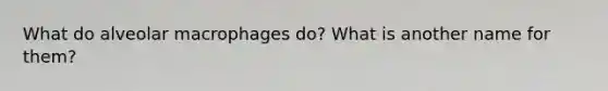 What do alveolar macrophages do? What is another name for them?