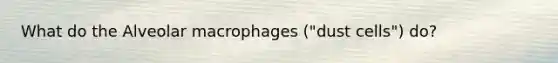 What do the Alveolar macrophages ("dust cells") do?