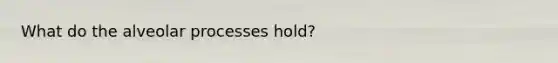 What do the alveolar processes hold?