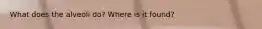 What does the alveoli do? Where is it found?