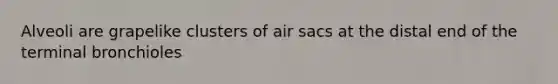 Alveoli are grapelike clusters of air sacs at the distal end of the terminal bronchioles