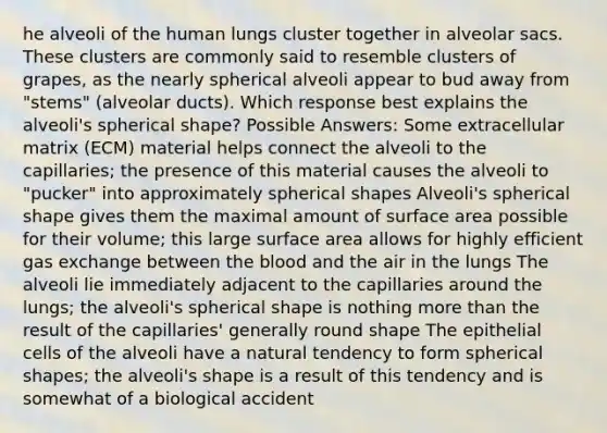 he alveoli of the human lungs cluster together in alveolar sacs. These clusters are commonly said to resemble clusters of grapes, as the nearly spherical alveoli appear to bud away from "stems" (alveolar ducts). Which response best explains the alveoli's spherical shape? Possible Answers: Some extracellular matrix (ECM) material helps connect the alveoli to the capillaries; the presence of this material causes the alveoli to "pucker" into approximately spherical shapes Alveoli's spherical shape gives them the maximal amount of surface area possible for their volume; this large surface area allows for highly efficient gas exchange between the blood and the air in the lungs The alveoli lie immediately adjacent to the capillaries around the lungs; the alveoli's spherical shape is nothing more than the result of the capillaries' generally round shape The epithelial cells of the alveoli have a natural tendency to form spherical shapes; the alveoli's shape is a result of this tendency and is somewhat of a biological accident