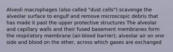 Alveoli macrophages (also called "dust cells") scavenge the alveolar surface to engulf and remove microscopic debris that has made it past the upper protective structures The alveolar and capillary walls and their fused basement membranes form the respiratory membrane (air-blood barrier); alveolar air on one side and blood on the other, across which gases are exchanged