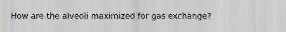 How are the alveoli maximized for <a href='https://www.questionai.com/knowledge/kU8LNOksTA-gas-exchange' class='anchor-knowledge'>gas exchange</a>?