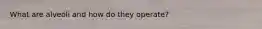 What are alveoli and how do they operate?