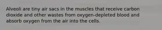 Alveoli are tiny air sacs in the muscles that receive carbon dioxide and other wastes from oxygen-depleted blood and absorb oxygen from the air into the cells.