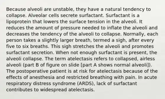 Because alveoli are unstable, they have a natural tendency to collapse. Alveolar cells secrete surfactant. Surfactant is a lipoprotein that lowers the surface tension in the alveoli. It reduces the amount of pressure needed to inflate the alveoli and decreases the tendency of the alveoli to collapse. Normally, each person takes a slightly larger breath, termed a sigh, after every five to six breaths. This sigh stretches the alveoli and promotes surfactant secretion. When not enough surfactant is present, the alveoli collapse. The term atelectasis refers to collapsed, airless alveoli (part B of figure on slide [part A shows normal alveoli]). The postoperative patient is at risk for atelectasis because of the effects of anesthesia and restricted breathing with pain. In acute respiratory distress syndrome (ARDS), lack of surfactant contributes to widespread atelectasis.