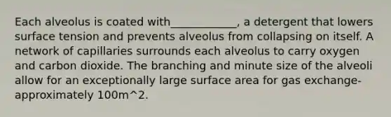 Each alveolus is coated with____________, a detergent that lowers surface tension and prevents alveolus from collapsing on itself. A network of capillaries surrounds each alveolus to carry oxygen and carbon dioxide. The branching and minute size of the alveoli allow for an exceptionally large surface area for gas exchange- approximately 100m^2.