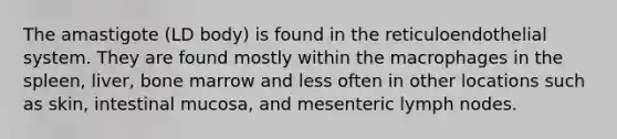 The amastigote (LD body) is found in the reticuloendothelial system. They are found mostly within the macrophages in the spleen, liver, bone marrow and less often in other locations such as skin, intestinal mucosa, and mesenteric lymph nodes.