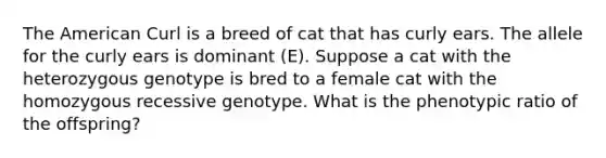 The American Curl is a breed of cat that has curly ears. The allele for the curly ears is dominant (E). Suppose a cat with the heterozygous genotype is bred to a female cat with the homozygous recessive genotype. What is the phenotypic ratio of the offspring?