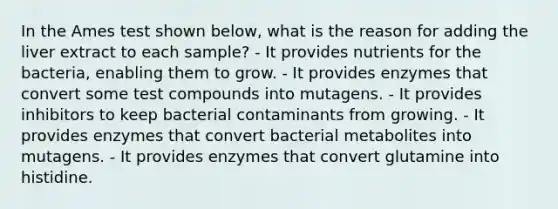 In the Ames test shown below, what is the reason for adding the liver extract to each sample? - It provides nutrients for the bacteria, enabling them to grow. - It provides enzymes that convert some test compounds into mutagens. - It provides inhibitors to keep bacterial contaminants from growing. - It provides enzymes that convert bacterial metabolites into mutagens. - It provides enzymes that convert glutamine into histidine.