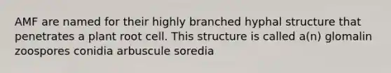 AMF are named for their highly branched hyphal structure that penetrates a plant root cell. This structure is called a(n) glomalin zoospores conidia arbuscule soredia