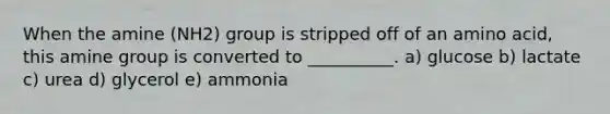 When the amine (NH2) group is stripped off of an amino acid, this amine group is converted to __________. a) glucose b) lactate c) urea d) glycerol e) ammonia