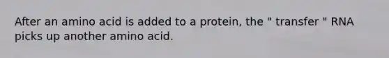 After an amino acid is added to a protein, the " transfer " RNA picks up another amino acid.