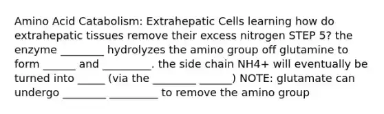 Amino Acid Catabolism: Extrahepatic Cells learning how do extrahepatic tissues remove their excess nitrogen STEP 5? the enzyme ________ hydrolyzes the amino group off glutamine to form ______ and _________. the side chain NH4+ will eventually be turned into _____ (via the ________ ______) NOTE: glutamate can undergo ________ _________ to remove the amino group