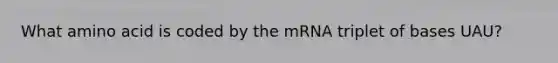 What amino acid is coded by the mRNA triplet of bases UAU?