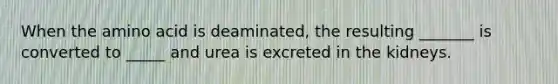 When the amino acid is deaminated, the resulting _______ is converted to _____ and urea is excreted in the kidneys.