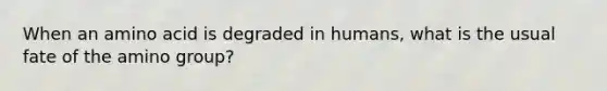 When an amino acid is degraded in humans, what is the usual fate of the amino group?