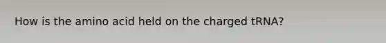 How is the amino acid held on the charged tRNA?