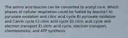 The amino acid leucine can be converted to acetyl co-A. Which phases of cellular respiration could be fueled by leucine? A) pyruvate oxidation and citric acid cycle B) pyruvate oxidation and Calvin cycle C) citric acid cycle D) citric acid cycle and electron transport E) citric acid cycle, electron transport, chemiosmosis, and ATP synthesis