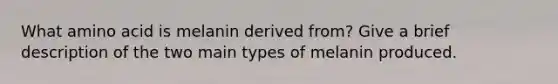 What amino acid is melanin derived from? Give a brief description of the two main types of melanin produced.